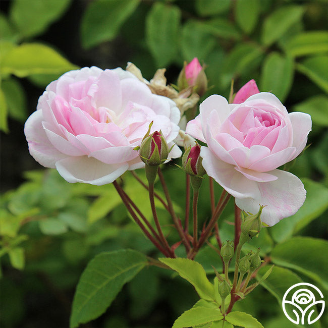 Nosiette Roses Blush Noisette Rose - Noisettes - Moderately Fragrant – Heirloom Roses