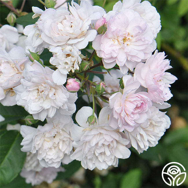 Nosiette Roses Blush Noisette Rose - Noisettes - Moderately Fragrant – Heirloom Roses