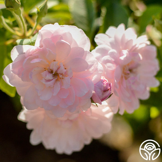 Nosiette Roses Blush Noisette Rose - Noisettes - Moderately Fragrant – Heirloom Roses