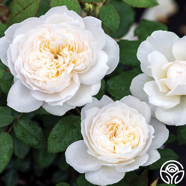 Sweet Rose ボレロ Bolero™ – Heirloom Roses