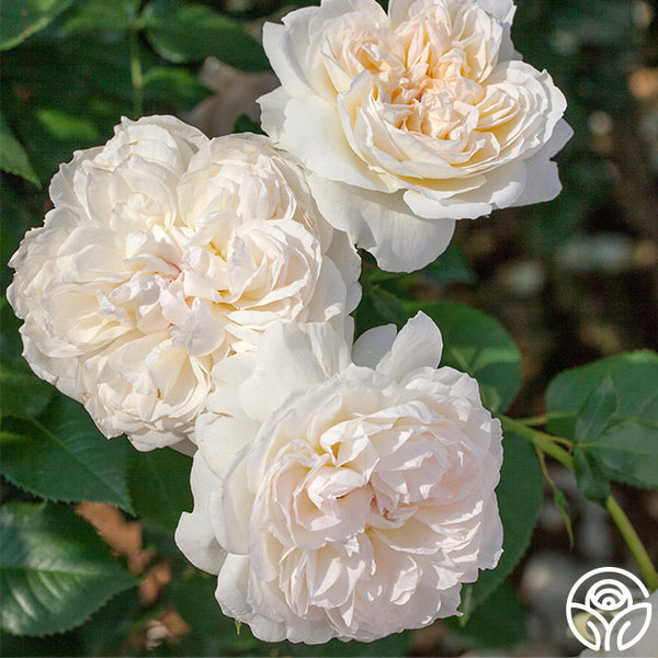 Bolero™ – Heirloom Roses