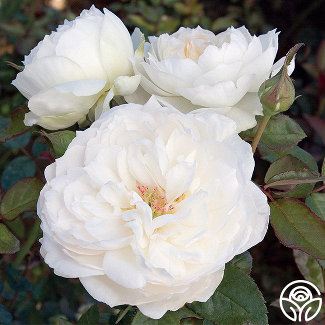 Bolero™ | Bloomables