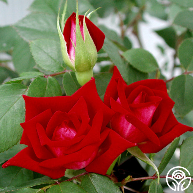 Bonfire – Heirloom Roses