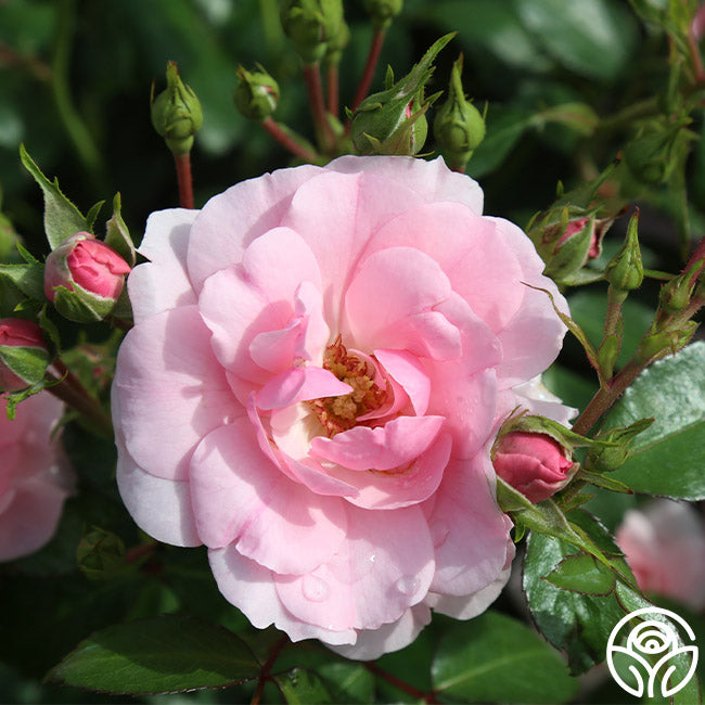 Bonica Rose - Thumbnail 4