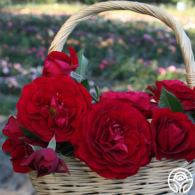 Citiscape Bordeaux Floribunda Rose | Red Rose Plant