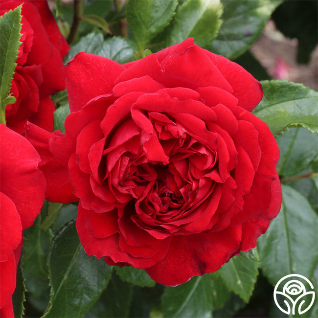 Bordeaux Rose - Floribunda - Lightly Fragrant – Heirloom Roses