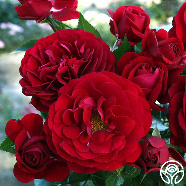 Bordeaux Rode Bordeaux Rose - Floribunda - Lightly Fragrant – Heirloom Roses