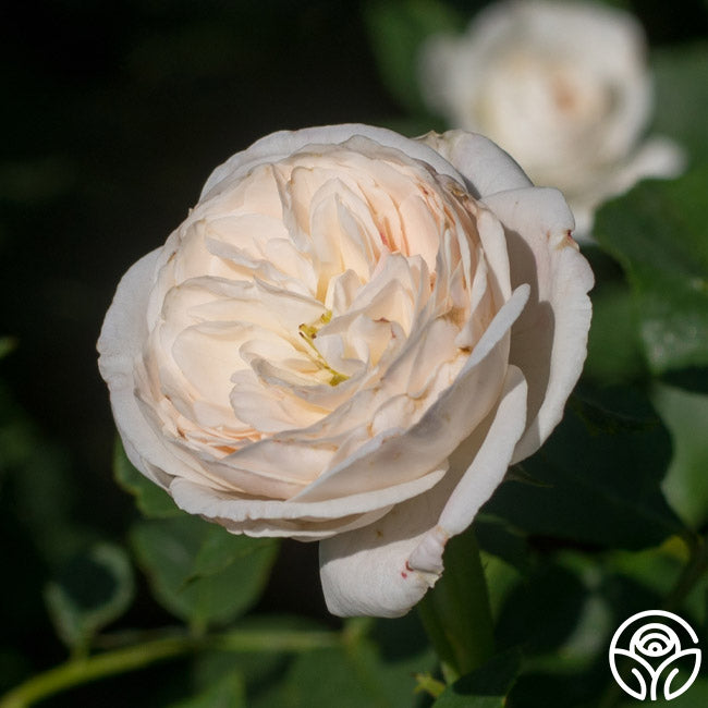Boule de Neige – Heirloom Roses