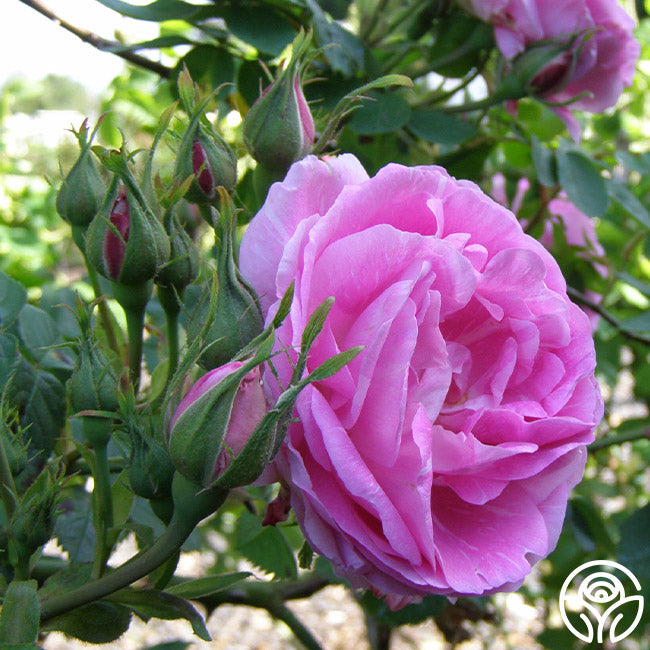 Bourbon Roses Bourbon Queen Rose - Bourbons - Very Fragrant – Heirloom Roses