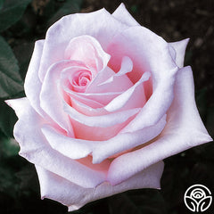 Dream Roses Bride's Dream | Pink Hybrid Tea Rose Bush – Heirloom