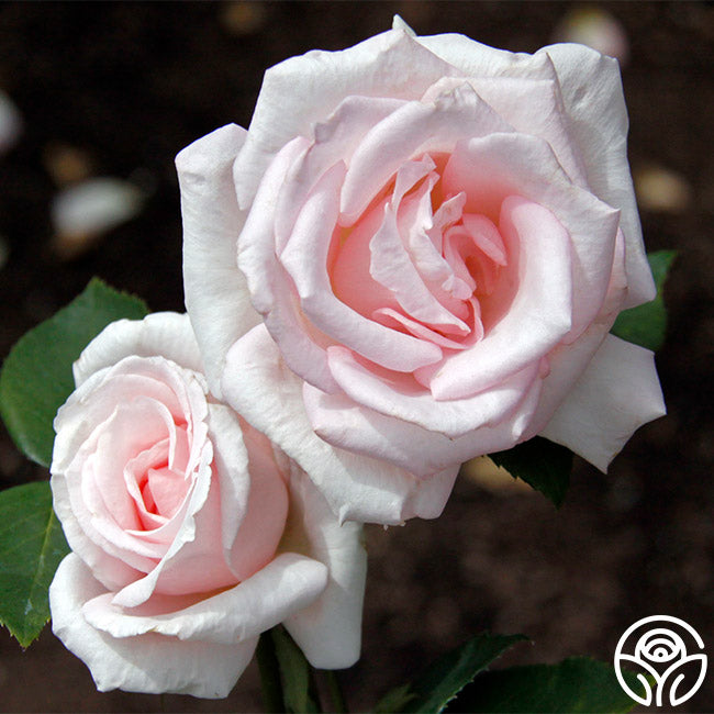 Bride's Dream – Heirloom Roses