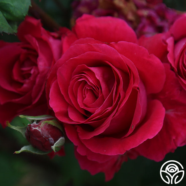 Bright Melody Hardy Rose | Red Rose Bush – Heirloom Roses