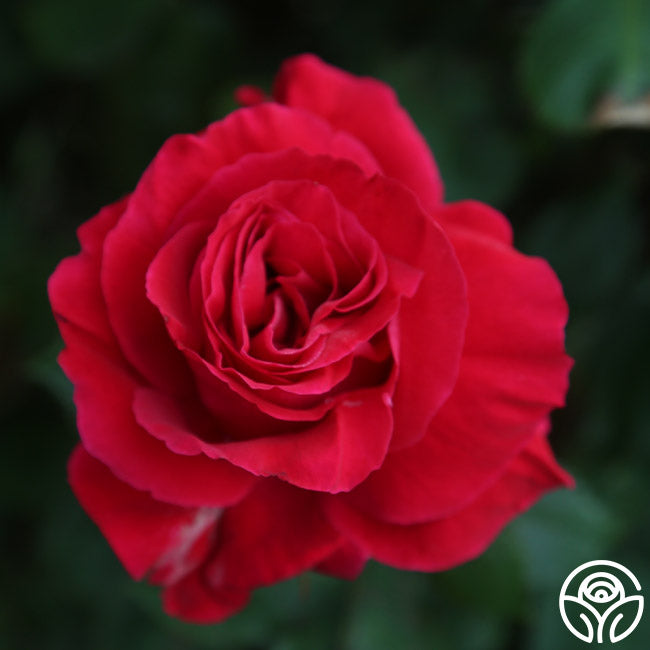 Bright Melody Hardy Rose | Red Rose Bush – Heirloom