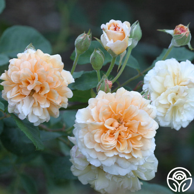 Buff Flower Buff Beauty Rose - Hybrid Musk - Lightly Fragrant – Heirloom Roses