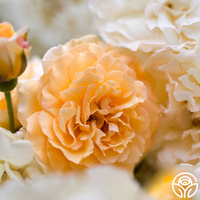 Buff Beauty Hybrid Musk Rose | Apricot Rose Bush – Heirloom