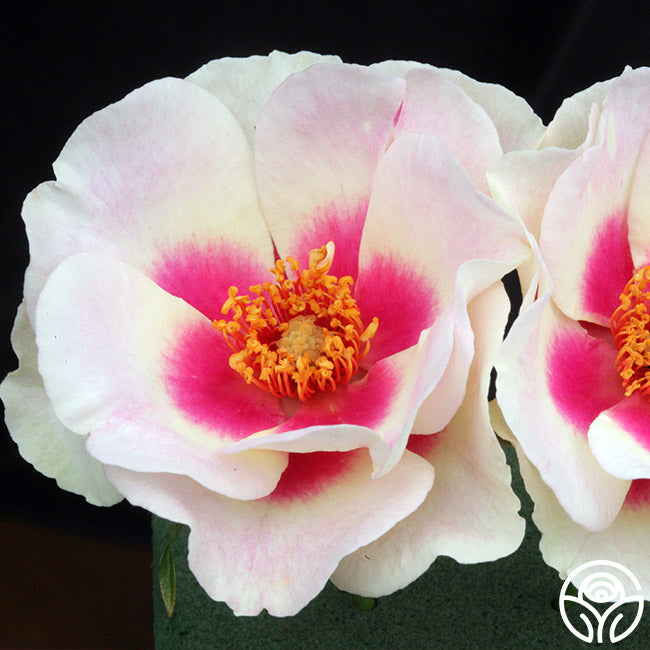 Bull Heading Roses Bull's Eye Rose - Shrub - Moderately Fragrant – Heirloom Roses