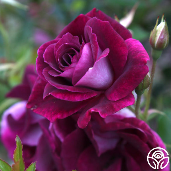 Standard Burgundy Iceberg (MAY DELIVERY) - South Pacific Roses