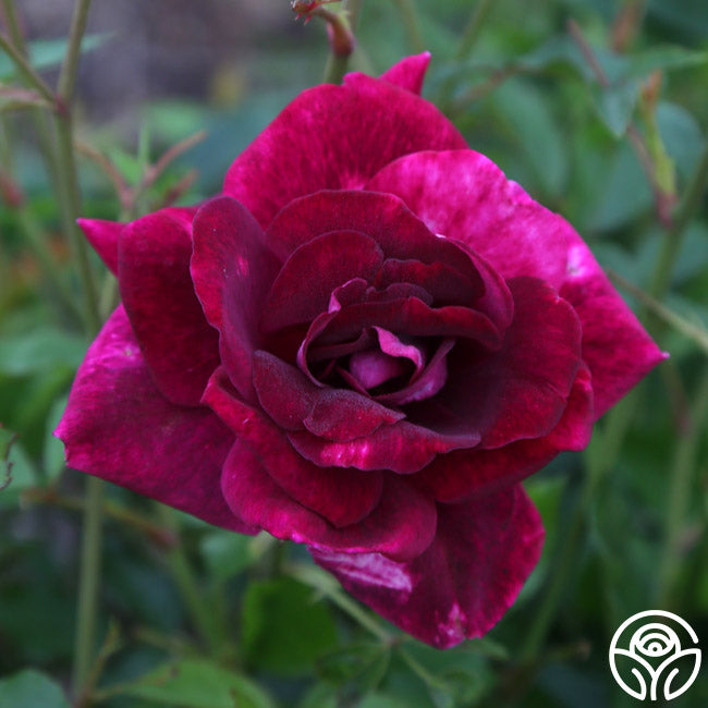 Burgundy Iceberg Rose - Thumbnail 5