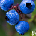 Burgundy Blueberry