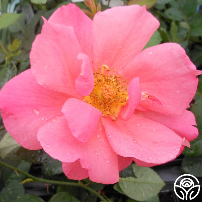Pink Magic Roses Butterfly Magic Hardy Rose | Pink Rose Bush – Heirloom