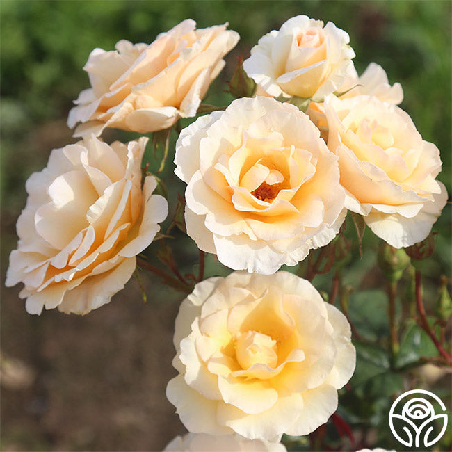 By Appointment Floribunda Rose | Apricot Rose Bush – Heirloom Roses