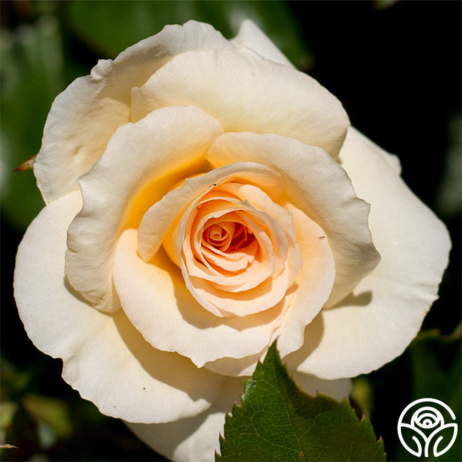 By Appointment Floribunda Rose | Apricot Rose Bush – Heirloom Roses