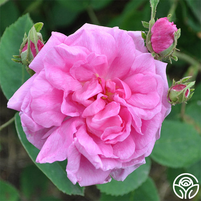 Cabbage Rose Rose - Centifolias - Very Fragrant – Heirloom Roses