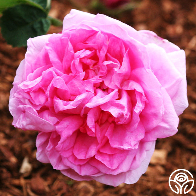 Cabbage Rose Rose - Centifolias - Very Fragrant – Heirloom Roses