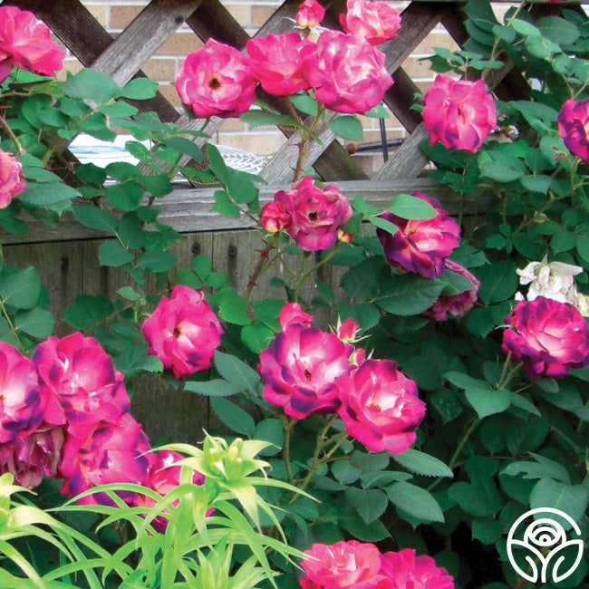 Can Am Roses Cancan™ – Heirloom Roses