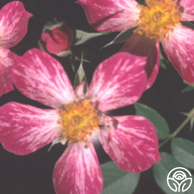 Candy Cane – Heirloom