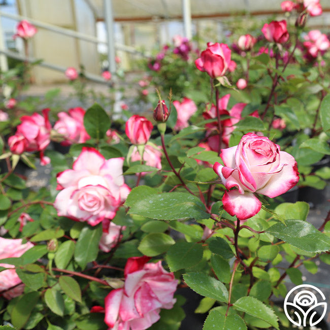 Heirloom Cocktail Roses Candy Cane Cocktail Rose - Floribunda – Heirloom Roses
