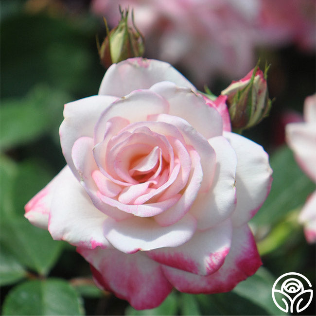 Candy Cane Cocktail Rose - Floribunda – Heirloom Roses