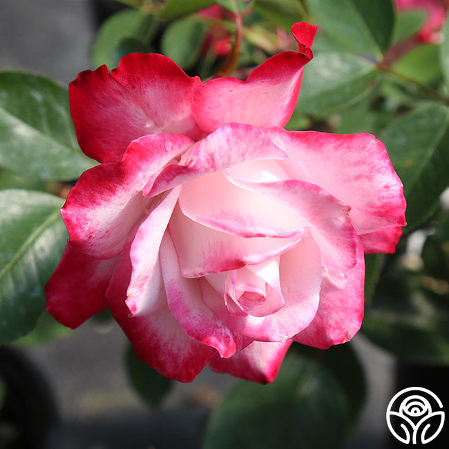 Candy Cane Cocktail Rose - Floribunda – Heirloom Roses