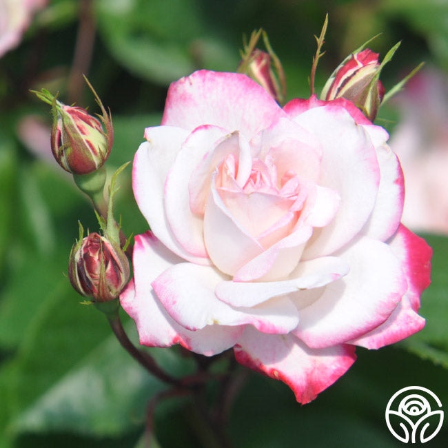 Candy Cane Cocktail Rose - Floribunda – Heirloom Roses
