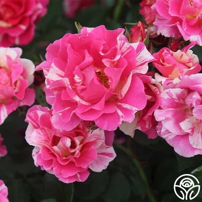 Candy Land Rose - Climbing Roses - Lightly Fragrant – Heirloom Roses