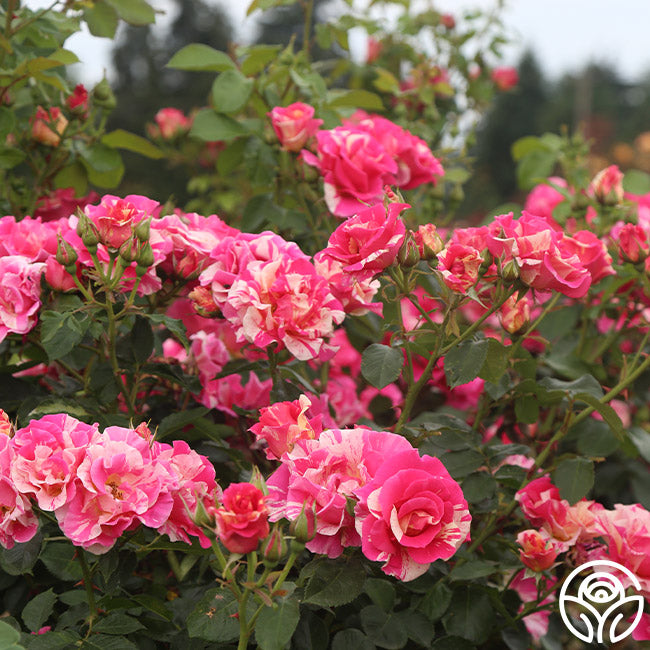 Candy Land Rose - Climbing Roses - Lightly Fragrant – Heirloom Roses