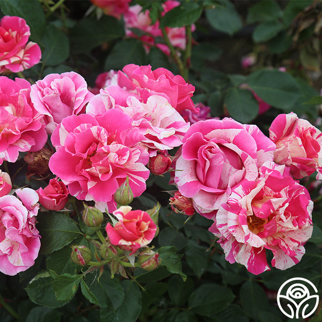 Candy Land Rose - Climbing Roses - Lightly Fragrant – Heirloom Roses