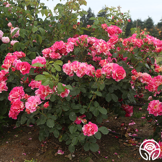 Candy Land Rose - Climbing Roses - Lightly Fragrant – Heirloom Roses