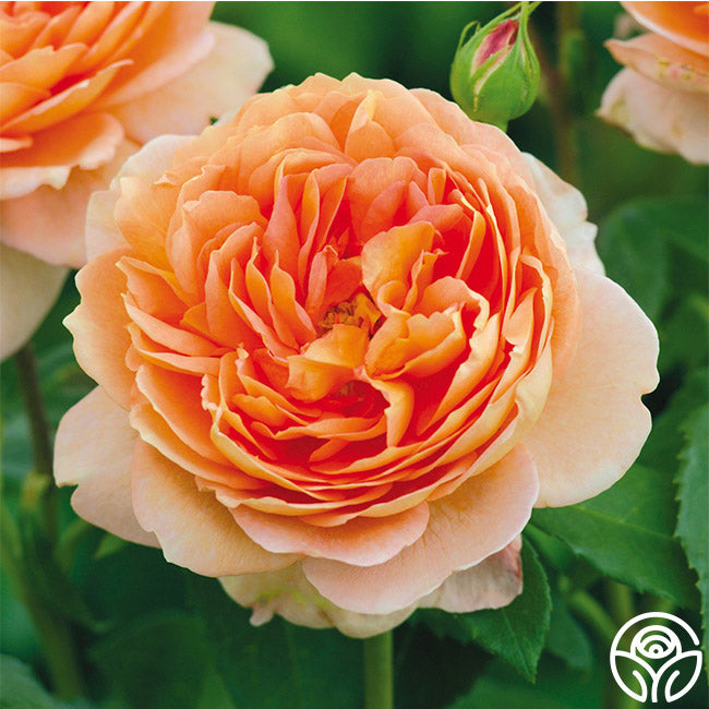 Carding Mill™ | Apricot English Shrub Rose Rose Bush – Heirloom Roses