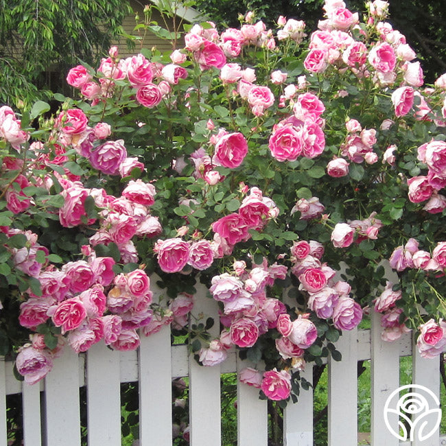 Heirloom Roses Carefree Wonder Rose - Thumbnail 5