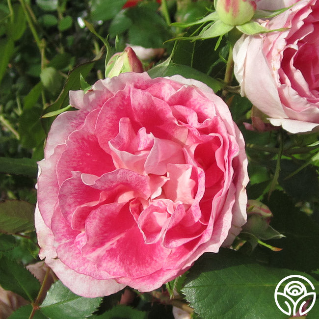 Heirloom Roses Carefree Wonder Rose - Thumbnail 4