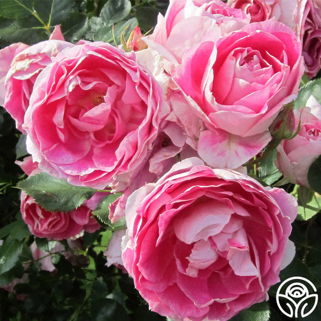Heirloom Roses Carefree Wonder Rose