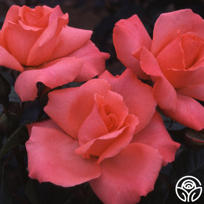 Cathedral Splendour – Heirloom Roses