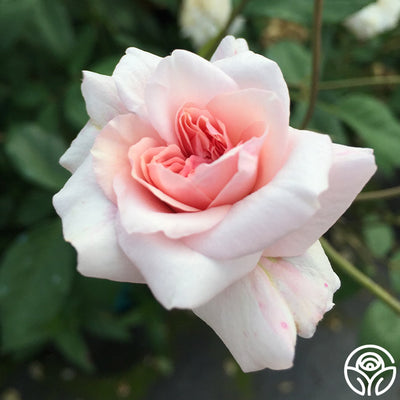 Cécile Brünner Rose - Polyantha - Lightly Fragrant – Heirloom Roses