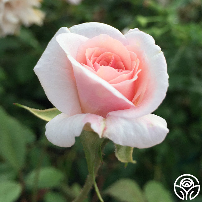 Heirloom Roses Cécile Brünner - Thumbnail 4