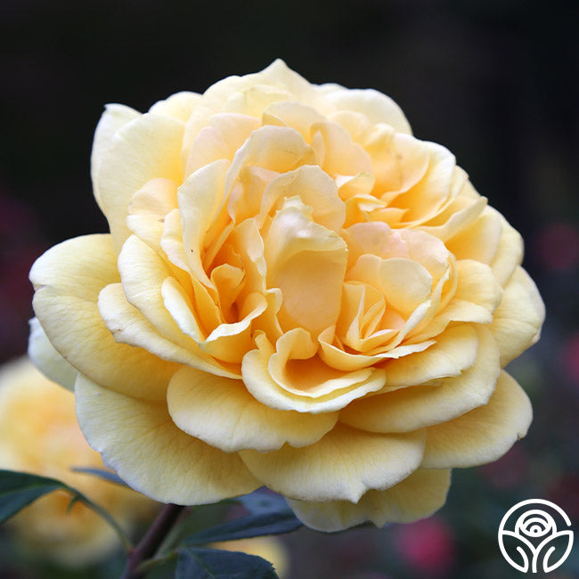 Chching Ch-Ching! Rose - Grandiflora - Very Fragrant – Heirloom Roses