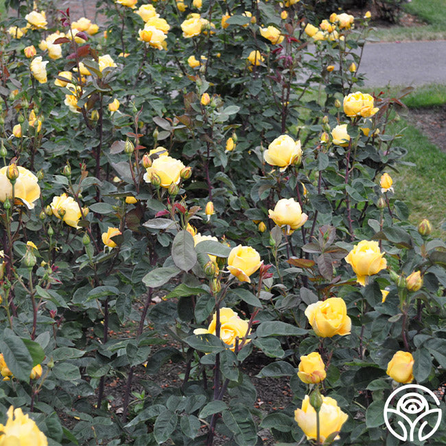 Chching Ch-Ching! Rose - Grandiflora - Very Fragrant – Heirloom Roses