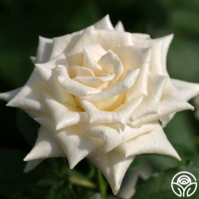 Champange Color Roses Champagne Floribunda Rose | Thornless Rose Plant – Heirloom