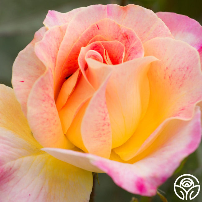 Heirloom Cocktail Roses Champagne Cocktail Rose - - Moderately Fragrant – Heirloom Roses