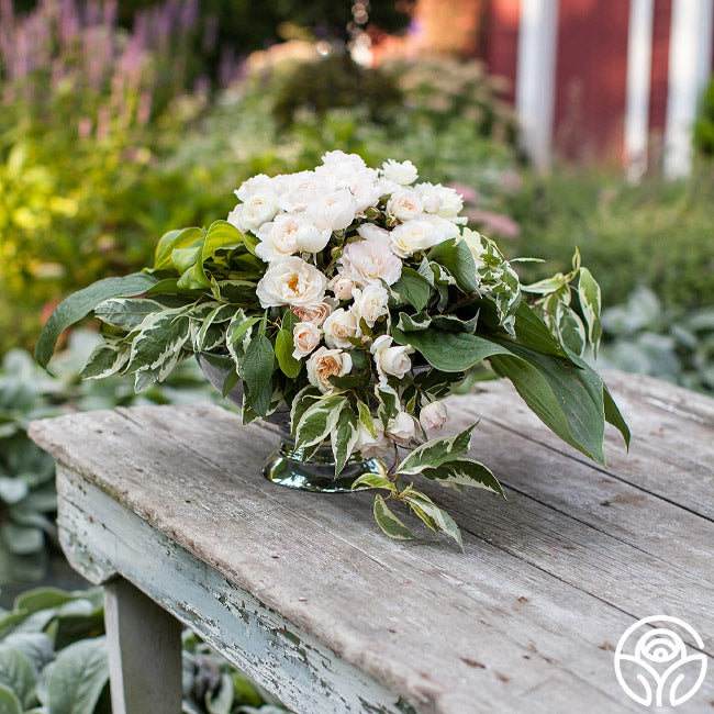 Champagne Wishes | White Shrub Rose Bush – Heirloom